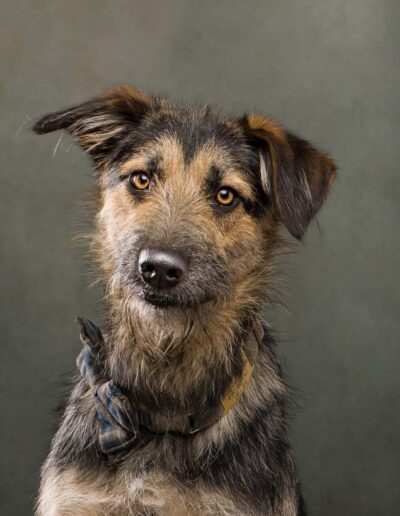 Dog Photography Edinburgh