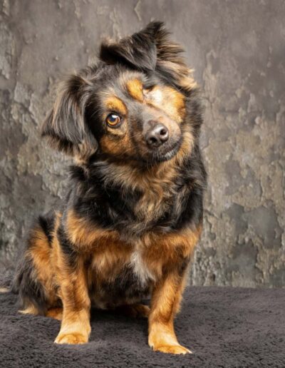 Dog Photography Edinburgh