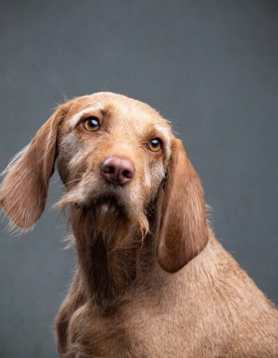 Dog Photography Edinburgh